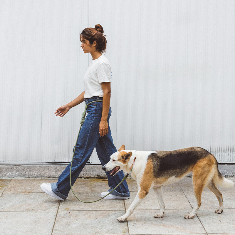 Elevate Your Walks with the Minimalist Slant Pet Leash